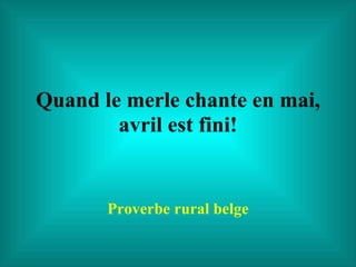 Quand le merle chante en mai, avril est fini! Proverbe rural belge 