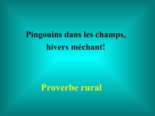 Proverbe rural Pingouins dans les champs, hivers méchant! 