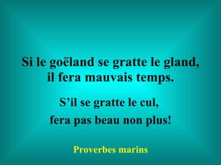 Si le goëland se gratte le gland, il fera mauvais temps. S’il se gratte le cul,  fera pas beau non plus! Proverbes marins 