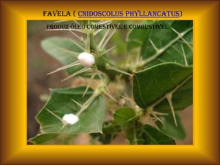 FAVELA ( Cnidoscolus phyllancatus)
Produz óleo comestível e combustível
 