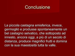 ConclusioneConclusione
La piccola castagna emisferica, invece,La piccola castagna emisferica, invece,
germogliò e produsse spontaneamente ungermogliò e produsse spontaneamente un
bel castagno selvatico, che sottoposto adbel castagno selvatico, che sottoposto ad
innesto, ancora oggi, a più di un secolo diinnesto, ancora oggi, a più di un secolo di
distanza, produce magnifici frutti e dominadistanza, produce magnifici frutti e domina
con la sua maestosità tutta la valle.con la sua maestosità tutta la valle.
 