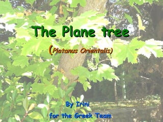 The Plane tree ( Platanus Orientalis) By Irini  for the Greek Team 