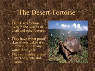 The Desert Tortoise   The Desert tortoise lives in the deserts of Utah and other deserts.  They have water proof skin which makes it so they don’t loose any water through it.  They eat mainly green leaves of plants and insects.  