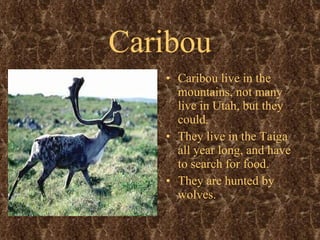 Caribou Caribou live in the mountains, not many live in Utah, but they could.  They live in the Taiga all year long, and have to search for food.  They are hunted by wolves.  