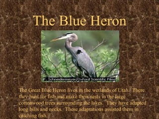 The Blue Heron The Great Blue Heron lives in the wetlands of Utah.  There they hunt for fish and make their nests in the large cottonwood trees surrounding the lakes.  They have adapted long bills and necks.  These adaptations assisted them in catching fish.  