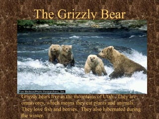 The Grizzly Bear Grizzly bears live in the mountains of Utah.  They are omnivores, which means they eat plants and animals.  They love fish and berries.  They also hibernated during the winter.  