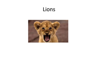 Lions
 
