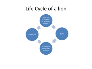 Life Cycle of a lion
Baby lion
Carried in
its mummys
tummy.
Born
Trained by
its mother
to hunt
Grown up
 