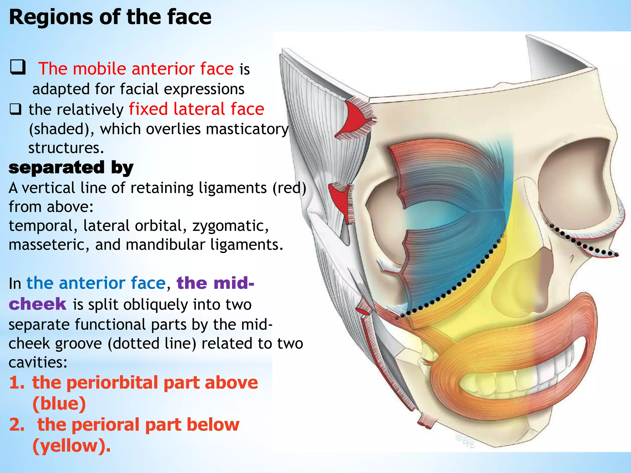 Lateral Cheek Pattern Fawzy a fat compartments and retaining ligaments of the face | PPTX