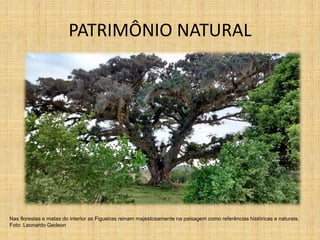 PATRIMÔNIO NATURAL
Nas florestas e matas do interior as Figueiras reinam majestosamente na paisagem como referências históricas e naturais.
Foto: Leonardo Gedeon
 