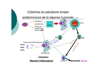 Cytokines du paludisme simple:
   prédominance de la réponse humorale
                    $ %è
                     && &
                                      CMHII
                        é




                                                        Th1                      Th2
                                                    IL 2     F
                                                2,




                                                                       L4
                                            IL 1         - CS




                                                                     ,I
    Cytokines proinflammatoires                      GM




                                                                   10
                                                 -,




                                                                             #
                                            IFN




                                                                 IL
Fièvre




                                                                            "!
Ceph,




                                                                        !
Vmts…
                               Macrophage

                            Cellullaire
             Réaction inflammatoire                               Humorale       IgM, IgG
 