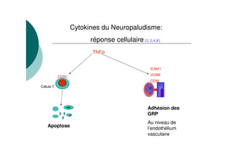 Evolution de la production des cytokines au cours d'un accès palustre