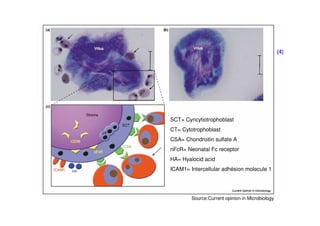 SCT= Cyncytiotrophoblast
CT= Cytotrophoblast
CSA= Chondroitin sulfate A
nFcR= Neonatal Fc receptor
HA= Hyalocid acid
ICAM1= Intercellular adhésion molecule 1
Source:Current opinion in Microbiology
(4)
 