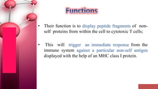 • Their function is to display peptide fragments of non-
self proteins from within the cell to cytotoxic T cells;
• This will trigger an immediate response from the
immune system against a particular non-self antigen
displayed with the help of an MHC class I protein.
 