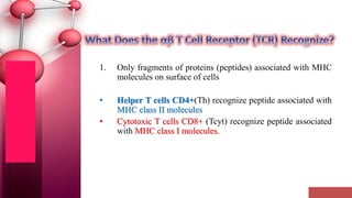 1. Only fragments of proteins (peptides) associated with MHC
molecules on surface of cells
• Helper T cells CD4+(Th) recognize peptide associated with
MHC class II molecules
• Cytotoxic T cells CD8+ (Tcyt) recognize peptide associated
with MHC class I molecules.
 