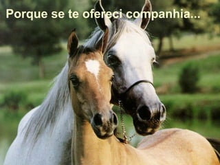 Porque se te ofereci companhia... 