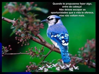 Quando te propuseres fazer algo, entre de cabeça!  Não deixes escapar as oportunidades que a vida te oferece, elas não voltam mais.  