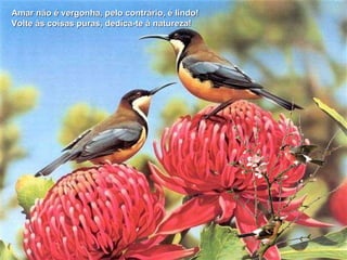 Amar não é vergonha, pelo contrário, é lindo!  Volte às coisas puras, dedíca-te à natureza! 