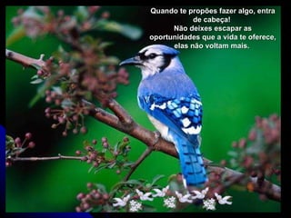 Quando te propões fazer algo, entra de cabeça!  Não deixes escapar as oportunidades que a vida te oferece, elas não voltam mais.  