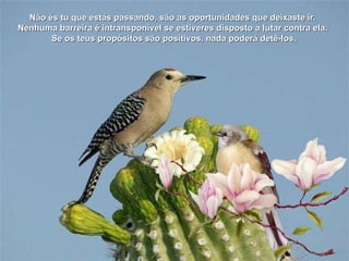 Não és tu que estás passando, são as oportunidades que deixaste ir.  Nenhuma barreira é intransponível se estiveres disposto a lutar contra ela.  Se os teus propósitos são positivos, nada poderá detê-los. 