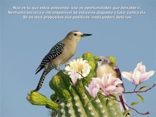 Não és tu que estás passando, são as oportunidades que deixaste ir.
Nenhuma barreira é intransponível se estiveres disposto a lutar contra ela.
       Se os teus propósitos são positivos, nada poderá detê-los.
 