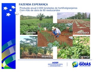 FAZENDA ESPERANÇA SOJA Quiabo Abóbora Mamão Laranja Produção anual 2.000 toneladas de hortifrutigranjeiros Com mão de obra de 80 reeducandos 