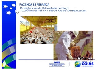 FAZENDA ESPERANÇA Granja de aves Produção anual de 900 toneladas de frango  10.000 litros de mel, com mão de obra de 100 reeducandos Apicultura 