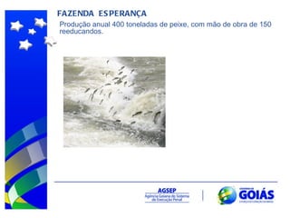 FAZENDA  ESPERANÇA Produção anual 400 toneladas de peixe, com mão de obra de 150 reeducandos.  