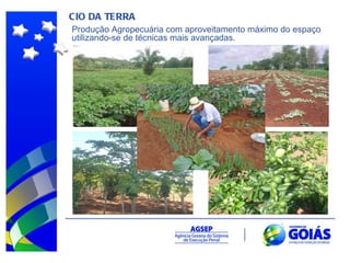 CIO DA TERRA Produção Agropecuária com aproveitamento máximo do espaço utilizando-se de técnicas mais avançadas.  