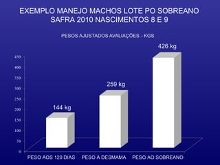 EXEMPLO MANEJO MACHOS LOTE PO SOBREANO
      SAFRA 2010 NASCIMENTOS 8 E 9
 