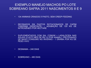 EXEMPLO MANEJO MACHOS PO LOTE
SOBREANO SAFRA 2011 NASCIMENTOS 8 E 9

  •   134 ANIMAIS CRIADOS À PASTO, SEM CREEP-FEEDING


  •   RECRIADOS EM PASTOS ROTACIONADOS DE CAPIM
      TANZÂNIA (DESPONTE) – ADUBAÇÃO DE 120 KG DE
      NITROGÊNEO POR HECTARE


  •   SUPLEMENTADOS COM SAL COMUM + LASALOCIDA NAS
      ÁGUAS (CUSTO MÊS DE R$ 3,5 POR ANIMAL); PROTEINADO
      DE BAIXO CONSUMO NO INVERNO - 1 GRAMA POR KG DE
      PESO VIVO


  •   DESMAMA – 240 DIAS


  •   SOBREANO – 480 DIAS
 