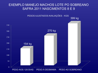 EXEMPLO MANEJO MACHOS LOTE PO SOBREANO
      SAFRA 2011 NASCIMENTOS 8 E 9
 