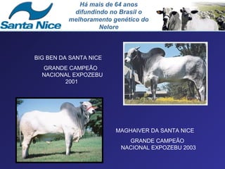 Há mais de 64 anos
           difundindo no Brasil o
          melhoramento genético do
                   Nelore



BIG BEN DA SANTA NICE
  GRANDE CAMPEÃO
  NACIONAL EXPOZEBU
        2001




                        MAGHAIVER DA SANTA NICE
                           GRANDE CAMPEÃO
                         NACIONAL EXPOZEBU 2003
 