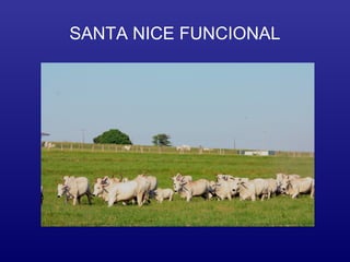 SANTA NICE FUNCIONAL
 