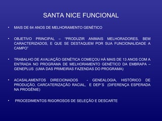 SANTA NICE FUNCIONAL
•   MAIS DE 64 ANOS DE MELHORAMENTO GENÉTICO


•   OBJETIVO PRINCIPAL – “PRODUZIR ANIMAIS MELHORADORES, BEM
    CARACTERIZADOS, E QUE SE DESTAQUEM POR SUA FUNCIONALIDADE A
    CAMPO”


•   TRABALHO DE AVALIAÇÃO GENÉTICA COMEÇOU HÁ MAIS DE 13 ANOS COM A
    ENTRADA NO PROGRAMA DE MELHORAMENTO GENÉTICO DA EMBRAPA –
    GENEPLUS (UMA DAS PRIMEIRAS FAZENDAS DO PROGRAMA)


•   ACASALAMENTOS DIRECIONADOS      - GENEALOGIA, HISTÓRICO DE
    PRODUÇÃO, CARCATERIZAÇÃO RACIAL, E DEP´S (DIFERENÇA ESPERADA
    NA PROGÊNIE)


•   PROCEDIMENTOS RIGOROSOS DE SELEÇÃO E DESCARTE
 