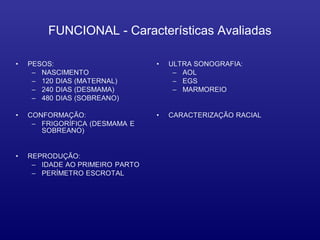 FUNCIONAL - Características Avaliadas
 