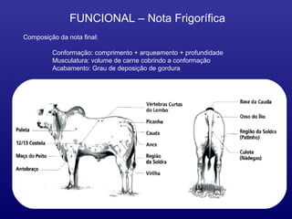 FUNCIONAL – Nota Frigorífica
Composição da nota final:

         Conformação: comprimento + arqueamento + profundidade
         Musculatura: volume de carne cobrindo a conformação
         Acabamento: Grau de deposição de gordura
 