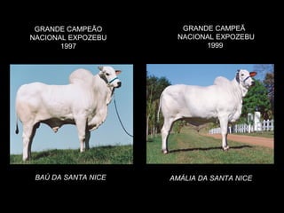 GRANDE CAMPEÃO        GRANDE CAMPEÃ
NACIONAL EXPOZEBU     NACIONAL EXPOZEBU
       1997                 1999




 BAÚ DA SANTA NICE   AMÁLIA DA SANTA NICE
 