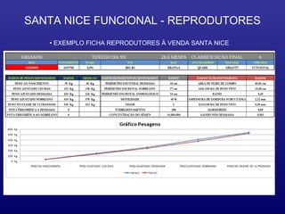 SANTA NICE FUNCIONAL - REPRODUTORES
   • EXEMPLO FICHA REPRODUTORES À VENDA SANTA NICE
 