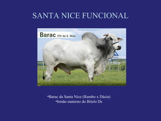 SANTA NICE FUNCIONAL




   •Barac da Santa Nice (Rambo x Dácia)
        •Irmão materno do Bitelo Ds
 