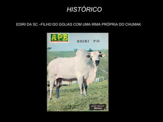 HISTÓRICO

EDIRI DA SC –FILHO DO GOLIAS COM UMA IRMA PRÓPRIA DO CHUMAK
 