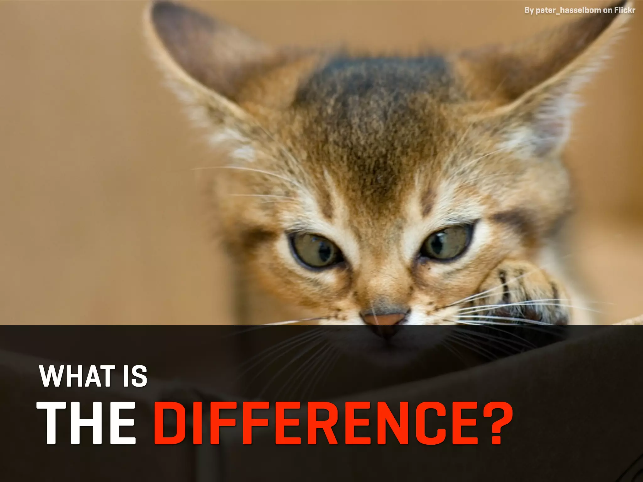 By peter_hasselbom on Flickr




WHAT IS
THE DIFFERENCE?
 