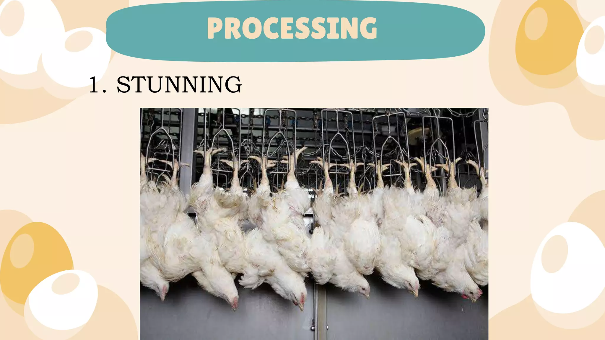 MANUFACTURE OF POULTRY PRODUCTS | PPTX