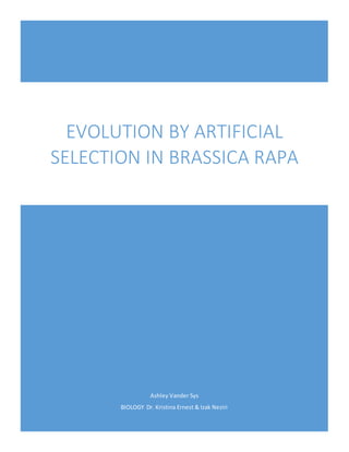 Ashley Vander Sys
BIOLOGY Dr. Kristina Ernest & Izak Neziri
EVOLUTION BY ARTIFICIAL
SELECTION IN BRASSICA RAPA
 