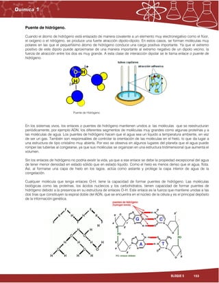 153BLOQUE 5
Puente de hidrógeno.
Cuando el átomo de hidrógeno está enlazado de manera covalente a un elemento muy electronegativo como el flúor,
el oxígeno o el nitrógeno, se produce una fuerte atracción dipolo-dipolo. En estos casos, se forman moléculas muy
polares en las que el pequeñísimo átomo de hidrógeno conduce una carga positiva importante. Ya que el extremo
positivo de este dipolo puede aproximarse de una manera importante al extremo negativo de un dipolo vecino, la
fuerza de atracción entre los dos es muy grande. A esta clase de interacción dipolar se le llama enlace o puente de
hidrógeno.
En los sistemas vivos, los enlaces o puentes de hidrógeno mantienen unidos a: las moléculas que se reestructuran
periódicamente, por ejemplo ADN, los diferentes segmentos de moléculas muy grandes como algunas proteínas y a
las moléculas de agua. Los puentes de hidrógeno hacen que el agua sea un líquido a temperatura ambiente, en vez
de ser un gas. También son responsables de controlar la orientación de las moléculas en el hielo, lo que da lugar a
una estructura de tipo cristalino muy abierta. Por eso se observa en algunos lugares del planeta que el agua puede
romper las tuberías al congelarse, ya que sus moléculas se organizan en una estructura tridimensional que aumenta el
volumen.
Sin los enlaces de hidrógeno no podría existir la vida, ya que a ese enlace se debe la propiedad excepcional del agua
de tener menor densidad en estado sólido que en estado líquido. Como el hielo es menos denso que el agua, flota.
Así, al formarse una capa de hielo en los lagos, actúa como aislante y protege la capa interior de agua de la
congelación.
Cualquier molécula que tenga enlaces O-H, tiene la capacidad de formar puentes de hidrógeno. Las moléculas
biológicas como las proteínas, los ácidos nucleicos y los carbohidratos, tienen capacidad de formar puentes de
hidrógeno debido a la presencia en su estructura de enlaces O-H. Este enlace es la fuerza que mantiene unidas a las
dos tiras que constituyen la espiral doble del ADN, que se encuentra en el núcleo de la célula y es el principal depósito
de la información genética.
Puente de Hidrógeno
 
