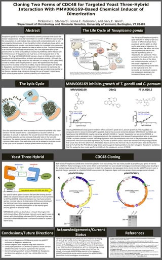 B
Abstract
MMV006169 inhibits growth of T. gondii and C. parvum
Conclusions/Future Directions
Acknowledgements/Current
Status References
The Life Cycle of Toxoplasma gondii
Our yeast 3-hybrid system contains the Gal4 DNA binding domain
(DBD) and activation domain (AD) both expressed as fusion proteins
to DHFR and CDC48. Interaction between our two fusion proteins
and our chemical inducer of dimerization (CID) ensures binding of
the DBD to a transcription reporter gene upstream activating
sequence (UAS). Inducible transcription of the reporter gene
ensures growth on selective media.
MMV006169 (pink) was attached via a triazole linker (green) to
methotrexate (blue). Methotrexate is an anti-cancer agent known to
interact with dihydrofolate reductase (DHFR), attaching these two
chemicals to MMV006169 made a compound suitable for a yeast 3-
hybrid assay.
The life cycle of Toxoplasma gondii is
quite intricate. Its ability to take on a
number of different cellular forms
provides it with the ability to infect
such a wide range of organisms. Its
definitive host is the feline, this is the
only organism that features the
sexually reproducing form of
Toxoplasma, the sporozoite. These
parasites form oocysts which can be
excreted in the feces of the feline
and contaminate water, soil, etc. If
the oocyst is ingested by an
intermediate host, the parasite takes
on the replicative form, the
tachyzoite, and eventually converts
into bradyzoites resulting in the
formation of tissue cysts [1].
The Lytic Cycle
Once the parasite enters the body it invades the intestinal epithelial cells. Upon
entrance into the parasite forms a parasitophorous vacuole in which it
replicates. As a result of replication the vacuole becomes filled with parasites. At
this point the parasites secrete proteases that poke holes in the host cells
membrane. The parasite vacuole then pushes itself out of the host cell through
a process called egress. One replicative cycle can be assayed or multiple rounds
of the cycle can be assayed to analyze growth within the host cell [1].
The drug MMV006169 shows potent inhibitory effects on both T. gondii and C. parvum growth [2]. The drug DBeQ is a
compound which is known to inhibit p97 in yeast [3]. Due to the structural similarities between MMV006169 and DBeQ, we
hypothesize that MMV006169 may be interacting with p97 (CDC48) in T. gondii. Toxoplasma has two forms of CDC48, a
cytoplasmic and an apicoplast form, Cryptosporidium only the cytoplasmic form because Cryptosporidium lacks an apicoplast.
CDC48 is a protein involved in proper trafficking of proteins from the endoplasmic reticulum to the proteasome during
endoplasmic reticulum associated degradation [4]. In order to perform yeast 3-hybrid we needed to identify analogs of 6169
that would allow for linker attachment. FT14.026.2 showed promise for chemical inducer of dimerization (CID) development.
Due to the fact that the FT14.026.2 analog retains potency against Cryptosporidium and does not against Toxoplasma we believe
that this analog has been made specific to inhibit only the cytoplasmic version of CDC48.
Toxoplasma gondii is an obligate, intracellular, parasitic protozoan that causes the
disease toxoplasmosis. It can be transmitted in a number of different ways including
the consumption of undercooked meat, contact with contaminated water or soil,
and congenital transmission. It has the ability to infect virtually any tissue within any
warm-blooded animal; a major contribution to why this is possible is the numerous
different cellular forms the parasite can take on within its host. The most concerning
of all cellular forms would be the tachyzoite, this is the replicative form of the
parasite which is critical for its ability to invade and proliferate within the host cell.
To inhibit invasion of Toxoplasma one must focus on the tachyzoite form of the
parasite. The drug MMV006169 (6169) has been shown to inhibit growth in both
Toxoplasma and Cryptosporidium, a related apicomplexan parasite. Although the
details of the protein-drug interaction are unknown, an analog of 6169 called DBeQ
is know to interact with the p97 protein in yeast. We hypothesized that 6169,
because of its structural similarities to DBeQ, may be interacting with p97 (CDC48)
in Toxoplasma and therefore inhibiting growth of the parasite. By expressing the
two forms of Toxoplasma CDC48 in AH109 yeast cells we can determine whether or
not there is a protein-drug interaction through the use of a yeast 3-hybrid assay
which utilizes a gene reporter system to identify such interactions.
MMV006169
IC50 MMV006169
-1 0 1 2
-50
0
50
100
150
log[MMV006169]µM
%Inhibition
T.g. IC50=1.15μM
C.p. IC50=1.50μM
pGADCDC48Ap pGADCDC48Cy
Both forms of Toxoplasma CDC48 were cloned into pGADT7 via in vivo cloning. This was made possible by amplifying our genes of interest
from cDNA with flanks homologous to the vector. When co-transformed into yeast double homologous recombination takes place resulting in
the vectors shown below [5]. (A) Finalized constructs for both the cytoplasmic and apicoplast forms cloned into the pGADT7 vector in such a
way that they are expressed as a Gal4AD/CDC48 fusion protein. (B) Diagnostic digest confirming proper cloning using enzyme indicated.
• Both forms of Toxoplasma CDC48 were cloned into pGADT7
confirmed by diagnostic sequencing.
• Perform targeted yeast 3-hybrid using both constructs.
• Clone cryptosporidium CDC48 into our pGADT7 vector and test
whether the same interaction is present in the parasite.
• Clone the Cryptosporidium version of CDC48 into Toxoplasma
and determine whether or not it has a lethal effect on the
parasite.
I’d like to acknowledge Gary Ward and Jenna Foderaro for helping
me through this whole process. Throughout the course of this
semester I’ve spent my time attempting to clone the cytoplasmic
version of the CDC48 gene into the pGADT7 vector to fix a mutation
in our initial construct. Complications with my initial cloning strategy
led me to develop an alternative strategy where I will use the
already constructed pGADCDC48Ap plasmid to form a gapped
pGADT7 plasmid that can be used to construct the pGADCDC48Cy
plasmid via in vivo homologous recombination.
[1] Weiss, Louis M., and Kami Kim. Toxoplasma Gondii: The Model Apicomplexan: Perspectives and
Methods. London: Academic, 2007. Print.
[2] Bessoff, K., T. Spangenberg, J. E. Foderaro, R. S. Jumani, G. E. Ward and C. D. Huston (2014).
"Identification of Cryptosporidium parvum active chemical series by Repurposing the open access malaria
box." Antimicrob Agents Chemother 58(5): 2731-2739.
[3] Chou, T. F., S. J. Brown, D. Minond, B. E. Nordin, K. Li, A. C. Jones, P. Chase, P. R. Porubsky, B. M. Stoltz, F.
J. Schoenen, M. P. Patricelli, P. Hodder, H. Rosen and R. J. Deshaies (2011). "Reversible inhibitor of p97,
DBeQ, impairs both ubiquitin-dependent and autophagic protein clearance pathways." Proc Natl Acad Sci
U S A 108(12): 4834-4839.
[4] Agrawal, S., G. G. van Dooren, W. L. Beatty and B. Striepen (2009). "Genetic evidence that an
endosymbiont-derived endoplasmic reticulum-associated protein degradation (ERAD) system functions in
import of apicoplast proteins." J Biol Chem 284(48): 33683-33691.
[5] Hua, S. B., M. Qiu, E. Chan, L. Zhu and Y. Luo (1997). "Minimum length of sequence homology required
for in vivo cloning by homologous recombination in yeast." Plasmid 38(2): 91-96.
Yeast Three-Hybrid
DBeQ FT14.026.2
C.p. IC50=2.331μM
T.g. IC50=6.574μM
2kb
2kb
A)
B)
CDC48 Cloning
Cloning Two Forms of CDC48 for Targeted Yeast Three-Hybrid
Interaction With MMV006169-Based Chemical Inducer of
Dimerization
McKenzie L. Stannard1, Jenna E. Foderaro1, and Gary E. Ward1.
1Department of Microbiology and Molecular Genetics, University of Vermont, Burlington, VT 05405
 
