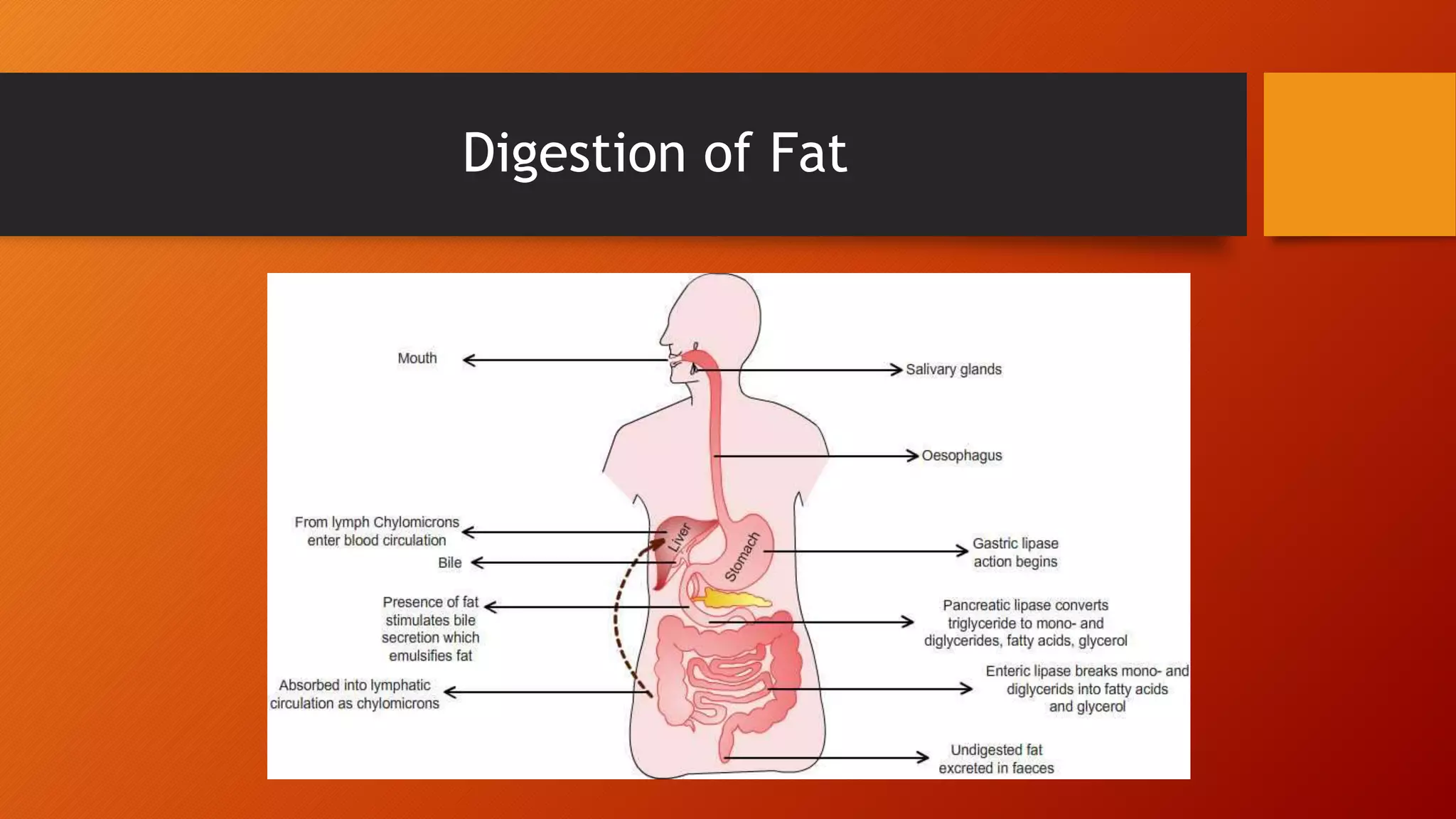 Pam J Chyle Leak Presentation | PPTX