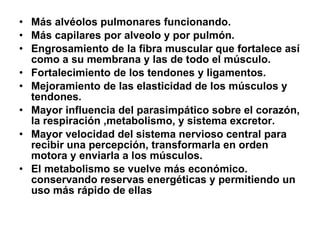 Más alvéolos pulmonares funcionando.   Más capilares por alveolo y por pulmón.   Engrosamiento de la fibra muscular que fortalece así como a su membrana y las de todo el músculo.   Fortalecimiento de los tendones y ligamentos.   Mejoramiento de las elasticidad de los músculos y tendones.   Mayor influencia del parasimpático sobre el corazón, la respiración ,metabolismo, y sistema excretor.   Mayor velocidad del sistema nervioso central para recibir una percepción, transformarla en orden motora y enviarla a los músculos.   El metabolismo se vuelve más económico. conservando reservas energéticas y permitiendo un uso más rápido de ellas 