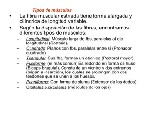 Tipos de músculos
• La fibra muscular estriada tiene forma alargada y
cilíndrica de longitud variable.
• Según la disposición de las fibras, encontramos
diferentes tipos de músculos:
– Longitudinal: Músculo largo de fbs. paralelas al eje
longitudinal (Sartorio).
– Cuadrado: Planos con fbs. paralelas entre sí (Pronador
cuadrado).
– Triangular: Sus fbs. forman un abanico (Pectoral mayor).
– Fusiforme: (el más común) Es redondo en forma de huso
(Bíceps braquial). Consta de un vientre y dos extremos
(origen e inserción), los cuales se prolongan con dos
tendones que se unen a los huesos.
– Penniforme: Con forma de pluma (Extensor de los dedos).
– Orbitales o circulares (músculos de los ojos)
 