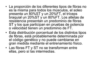 • La proporción de los diferentes tipos de fibras no
es la misma para todos los músculos, el soleo
presenta un 80%ST y un 20%FT, el tríceps
braquial un 20%ST y un 80%FT. Los atletas de
resistencia presentan un predominio de fibras
ST y los que participan en pruebas de potencia
o velocidad tienen un predominio de FT.
• Esta distribución porcentual de los distintos tipos
de fibras, está probablemente determinada por
el código genético y no puede cambiarse en
gran medida mediante el entrenamiento físico.
• Las fibras FT y ST no se transforman entre
ellas, pero sí las intermedias.
 